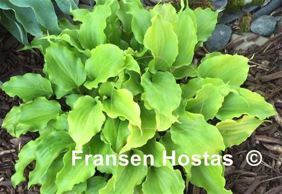 Hosta Elfin Princess